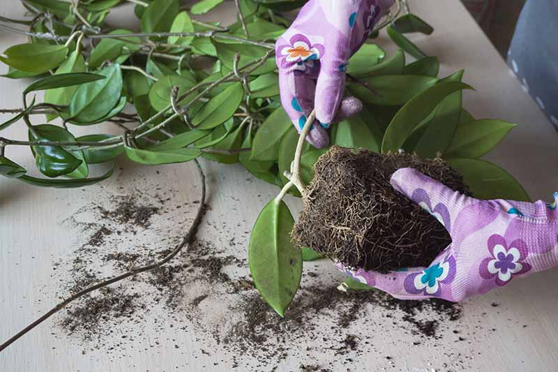 A close up horizontal image of a gardener repotting a hoya plant and inspecting the roots.