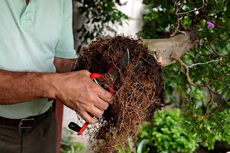A close up horizontal image of man holding a pair of secateurs trimming the roots of a lilac shrub prior to planting in a pot.