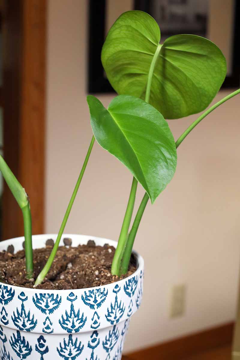 A close up vertical image of a young monstera cutting growing in a small pot pictured on a soft focus background.