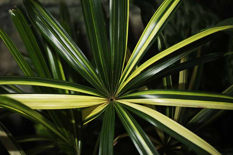 A close up horizontal image of a lady palm (Rhapis excelsa) with variegated leaves pictured on a soft focus background.