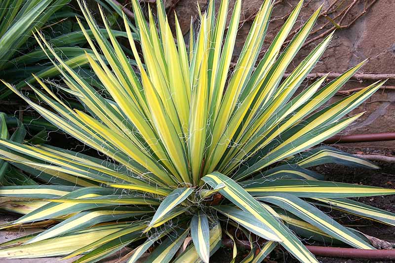 A close up horizontal image of a variegated yucca plant growing outside a residence.