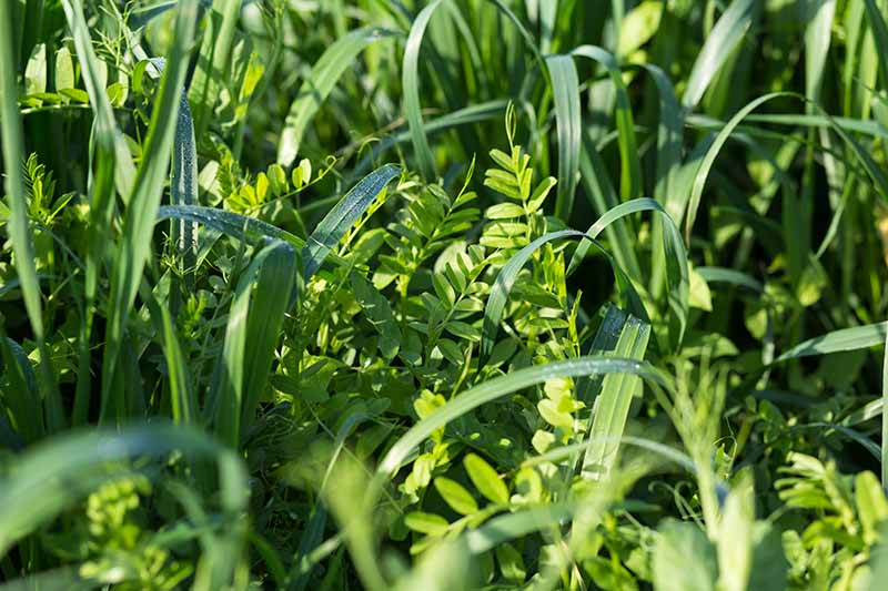 A close up horizontal image of hairy vetch and oats growing as cover crops in a field pictured in light sunshine.