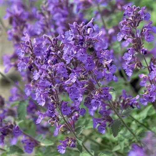 A close up square image of the flowers of 'Walker's Low' Nepeta growing in the garden.