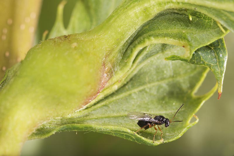 A close up horizontal image of a chestnut gall wasp on a leaf.
