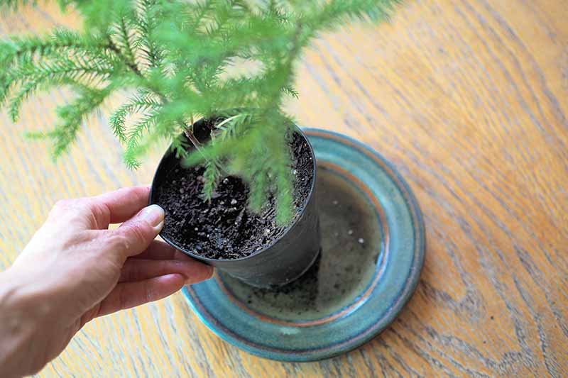 A close up horizontal image of a hand from the left of the frame lifting up a small Norfolk Island pine tree growing in a pot to with a saucer underneath it.