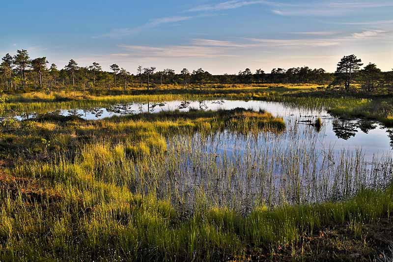 A horizontal image of a swamp landscape in the light of the evening sun.
