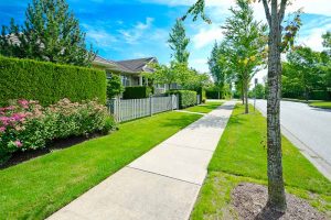 13 Salt-Tolerant Evergreen Shrubs: What to Plant Between the Sidewalk and the Street