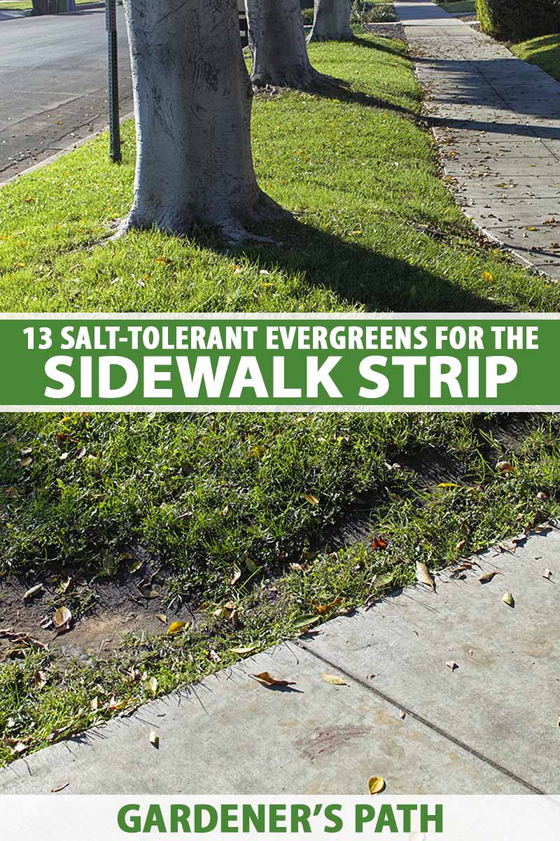 A close up vertical image of a sidewalk strip planted with grass and trees. To the center and bottom of the frame is green and white printed text.