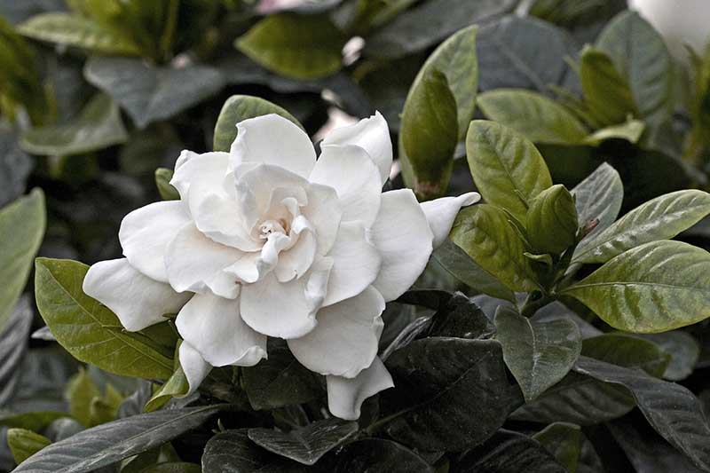 A close up horizontal image of a white gardenia flower growing in the garden.
