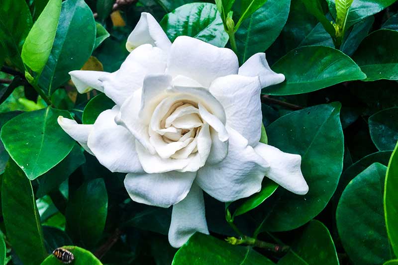 A close up horizontal image of a white Gardenia jasminoides flower growing in the garden with foliage in soft focus in the background.