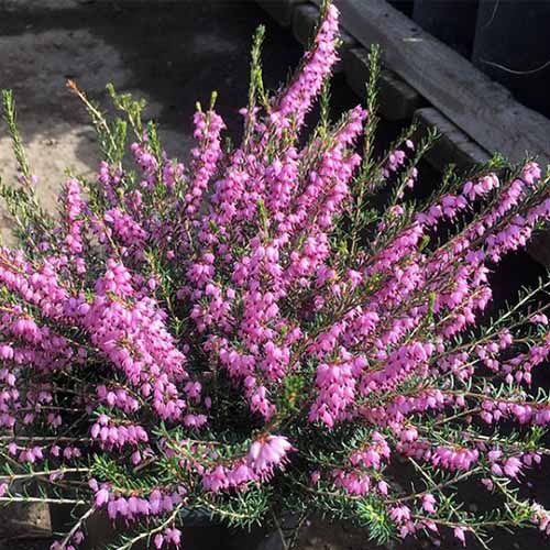 A close up square image of the bright pink flowers of winter heath 'Mediterranean Pink' pictured in bright sunshine.