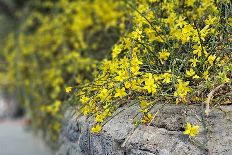 A close up horizontal image of the bright yellow flowers of Jasminum nudiflorum spilling over a stone wall.