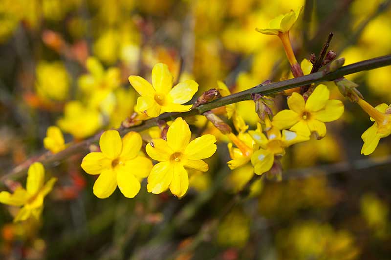 A close up horizontal image of yellow Jasminum nudiflorum flowers pictured on a soft focus background.