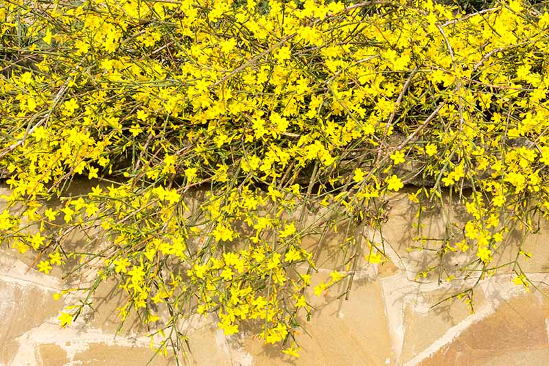 A close up horizontal image of winter jasmine (Jasminum nudiflorum) growing in the garden over a stone fence.