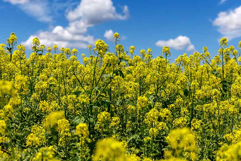 A horizontal image of the yellow flowers of mustards growing in a field as a cover crop pictured in bright sunshine on a blue sky background.