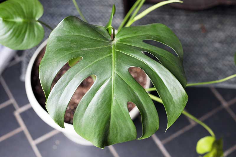 A close up horizontal image of a young monstera cutting with fenestrate leaves pictured on a soft focus background.