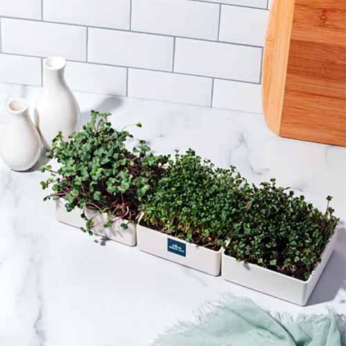 A close up square image of microgreens growing in small containers on a kitchen countertop.