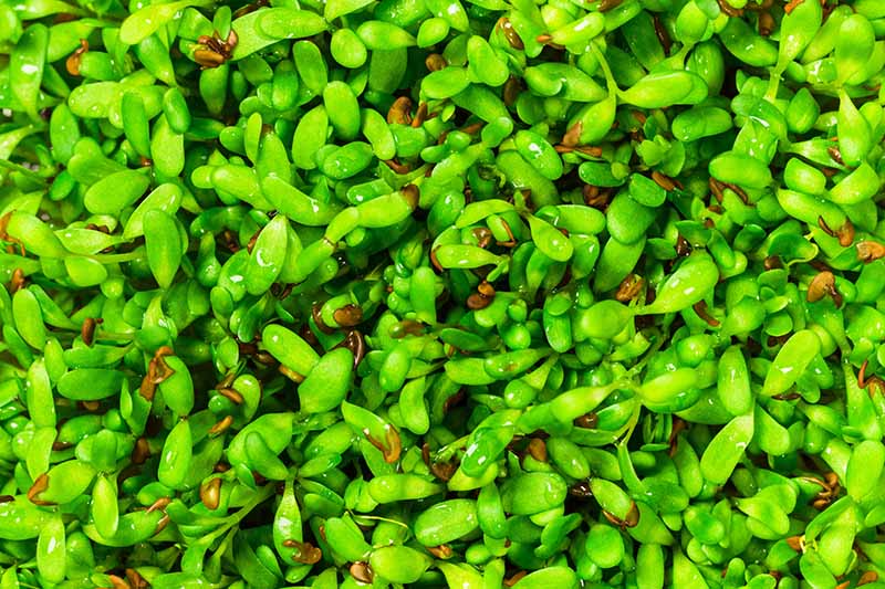 A close up horizontal macro image of alfalfa microgreens.