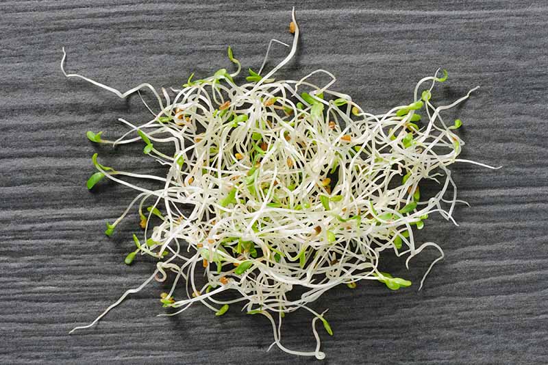 A close up horizontal image of freshly harvested sprouts set on a gray surface.