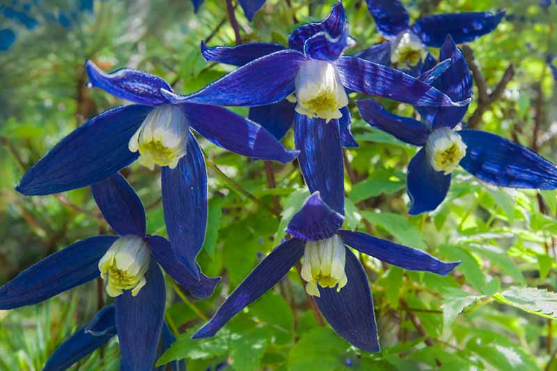 A close up horizontal image of light blue and white flowers of alpine clematis pictured on a soft focus background.