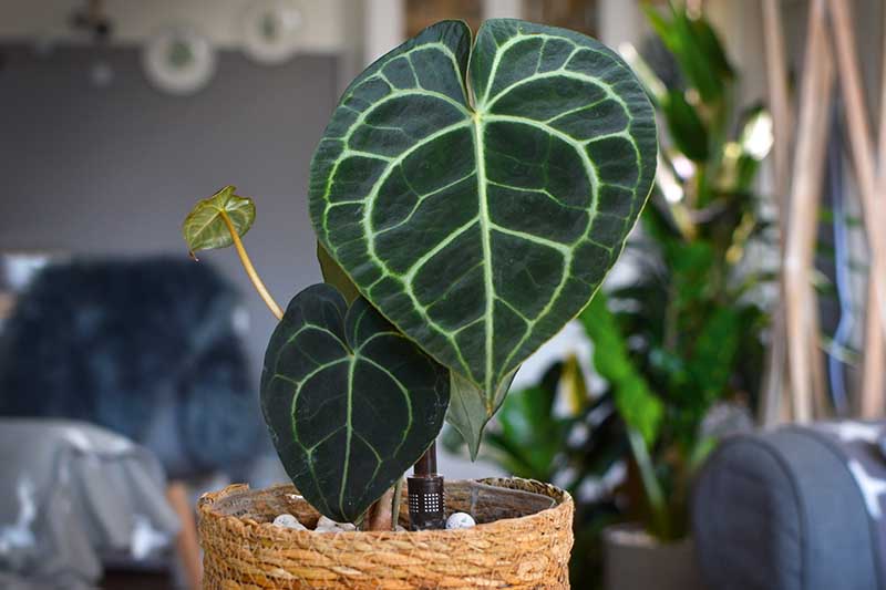 A close up horizontal image of the deeply lobed, veined foliage of Anthurium clarinervium growing in a pot as a houseplant.