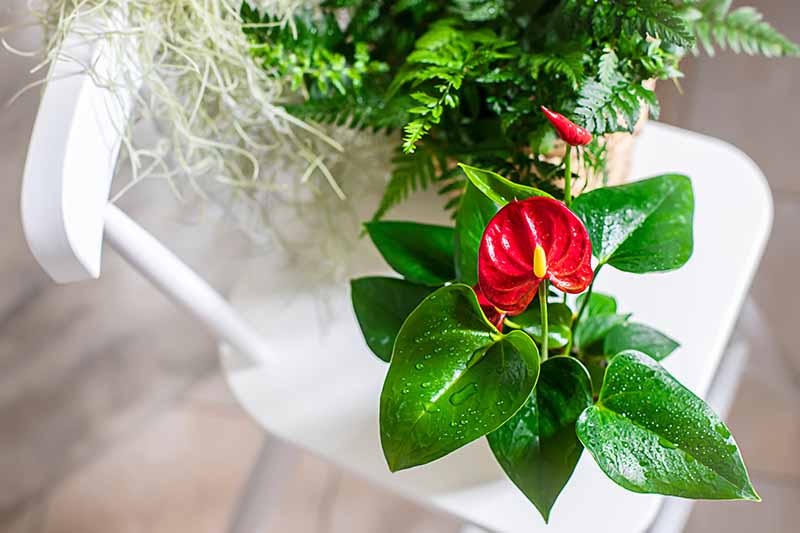 A close up top down image of a small anthurium plant growing in a pot set on a white chair next to a fern pictured on a soft focus background.