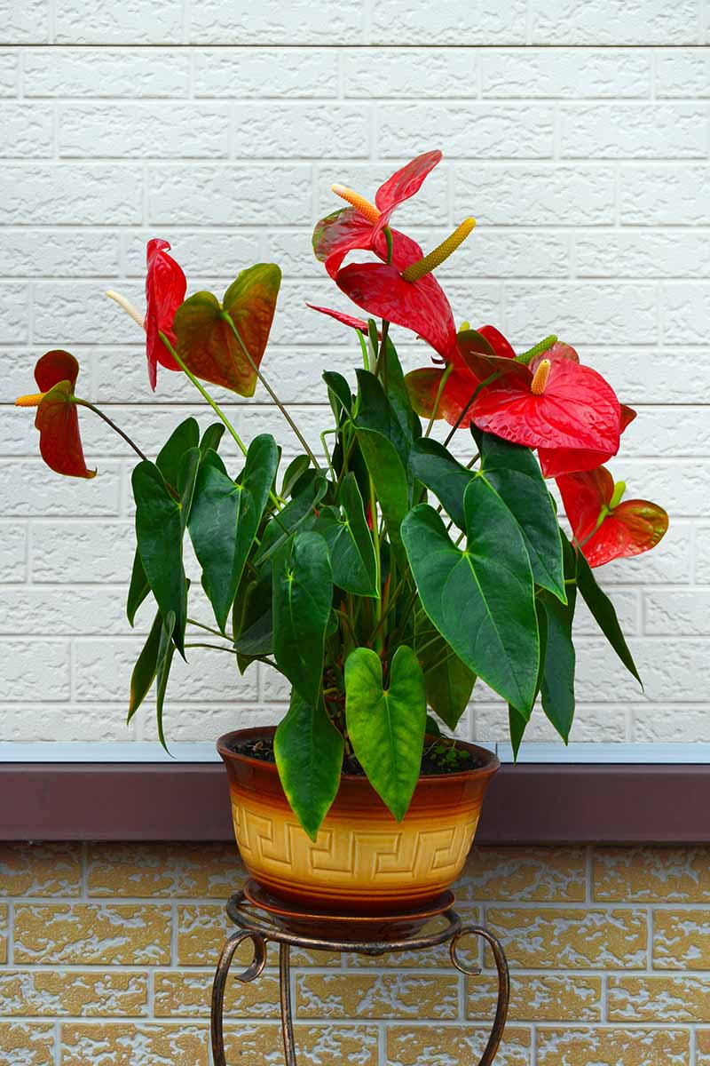A close up vertical image of a bright red anthurium plant growing in a ceramic planter set outdoors with a white brick wall in the background.