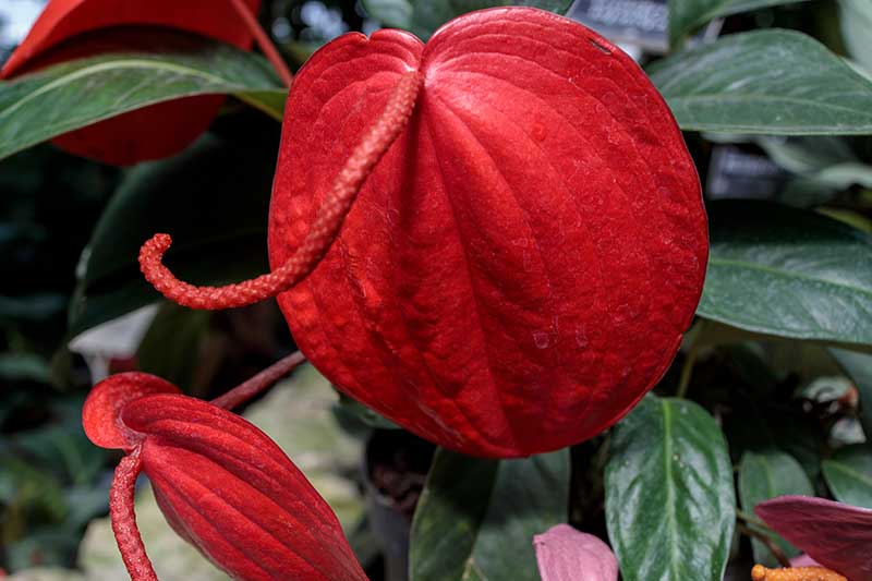 A close up horizontal image of the red spathes and spadices of Anthurium scherzerianum growing in a pot indoors.