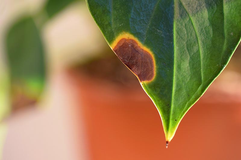 A close up horizontal image of a houseplant leaf suffering from disease damage pictured on a soft focus background.