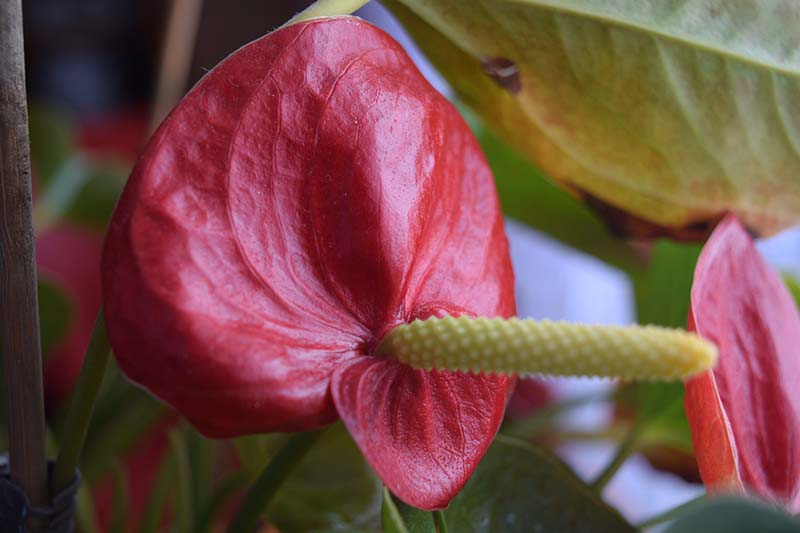 A close up horizontal image of an anthurium plant with yellowing foliage in the background.
