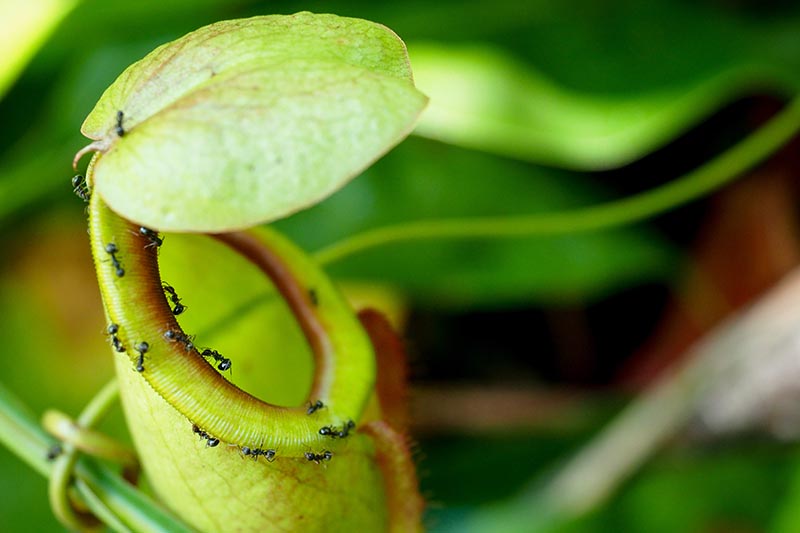 A close up horizontal image of a Nepenthes pitcher plant trap with ants moving along the entrance, pictured on a soft focus background.
