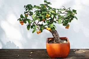 A close up horizontal image of a small apple tree growing as a bonsai set on a wooden surface.