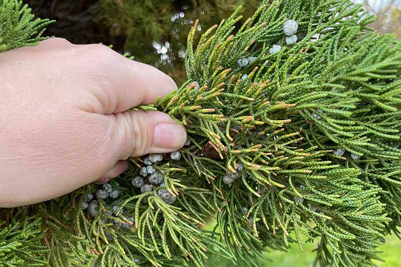 A close up horizontal image of a hand from the left of the frame holding the branch of a juniper shrub with an abundance of ripe berries.