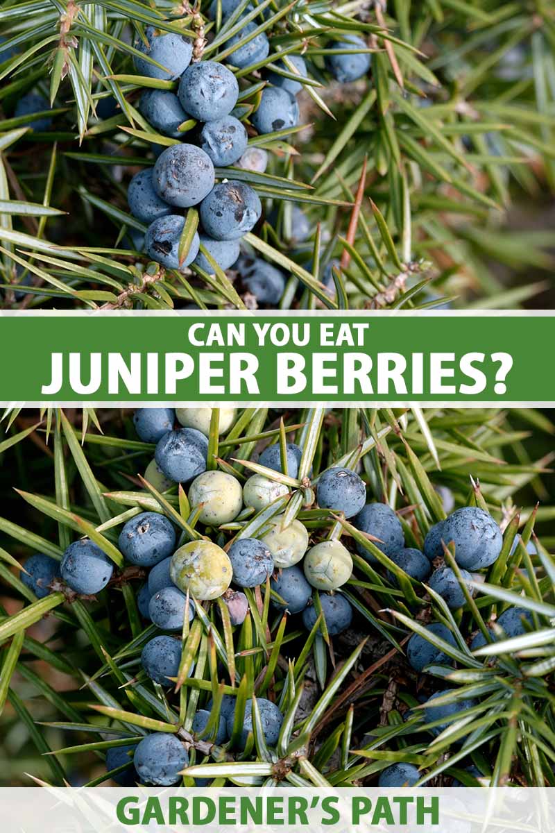A close up vertical image of ripe and unripe juniper berries growing on the tree. To the center and bottom of the frame is green and white printed text.