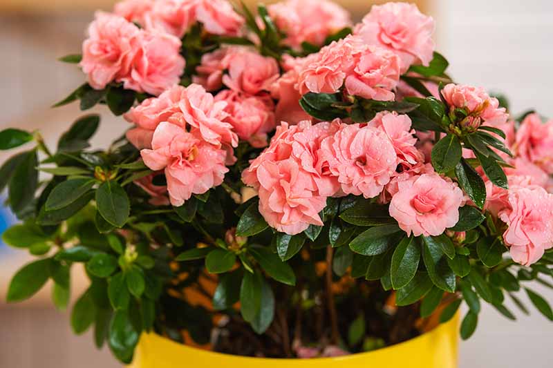 A close up horizontal image of a potted azalea with pink flowers growing indoors.
