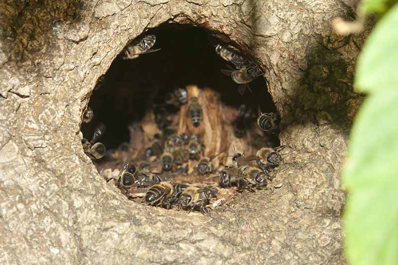 A close up horizontal image of a swarm of wild bees residing in the hole of an old tree.