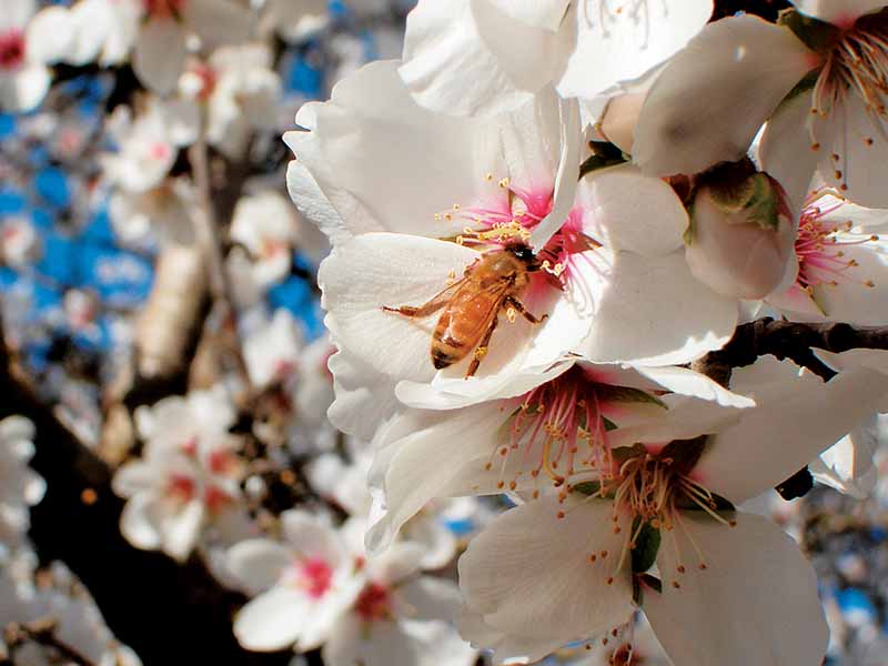 Bliska poziomy obraz białych kwiatów z karmieniem pszczół miodnych na zdjęciu w jasnym słońcu na miękkim tle.
