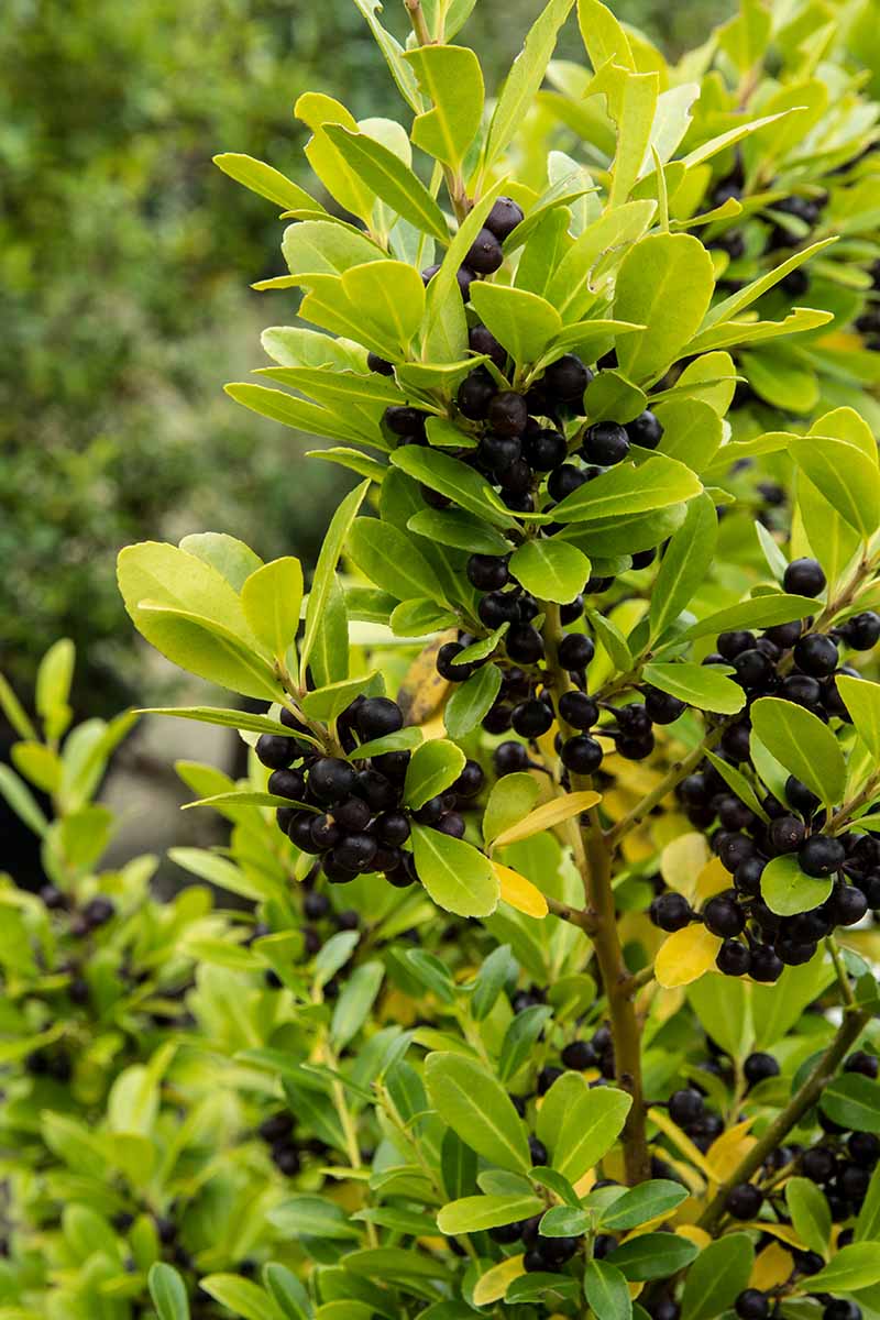 A close up vertical image of the black berries growing on a Japanese holly shrub.