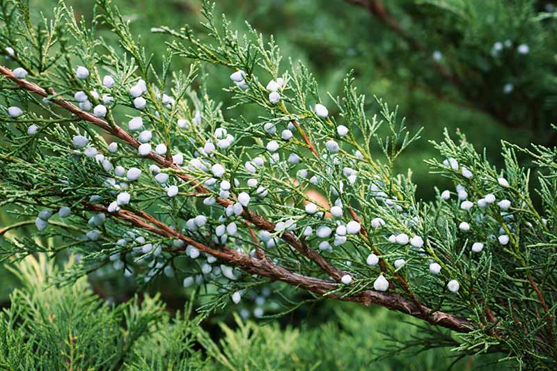A close up horizontal image of a juniper shrub with unripe berries showing the decurrent leaves on the stem.