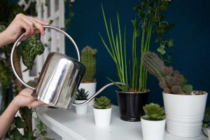 9 of the Best Watering Cans for Houseplant Care