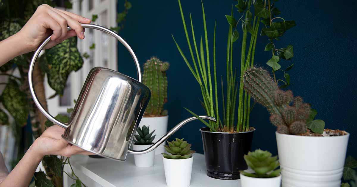1000ML Stainless Steel Long Mouth Watering Can,Rose Gold Watering Pot Metal Watering Kettle for House Plant Indoor Outdoor 