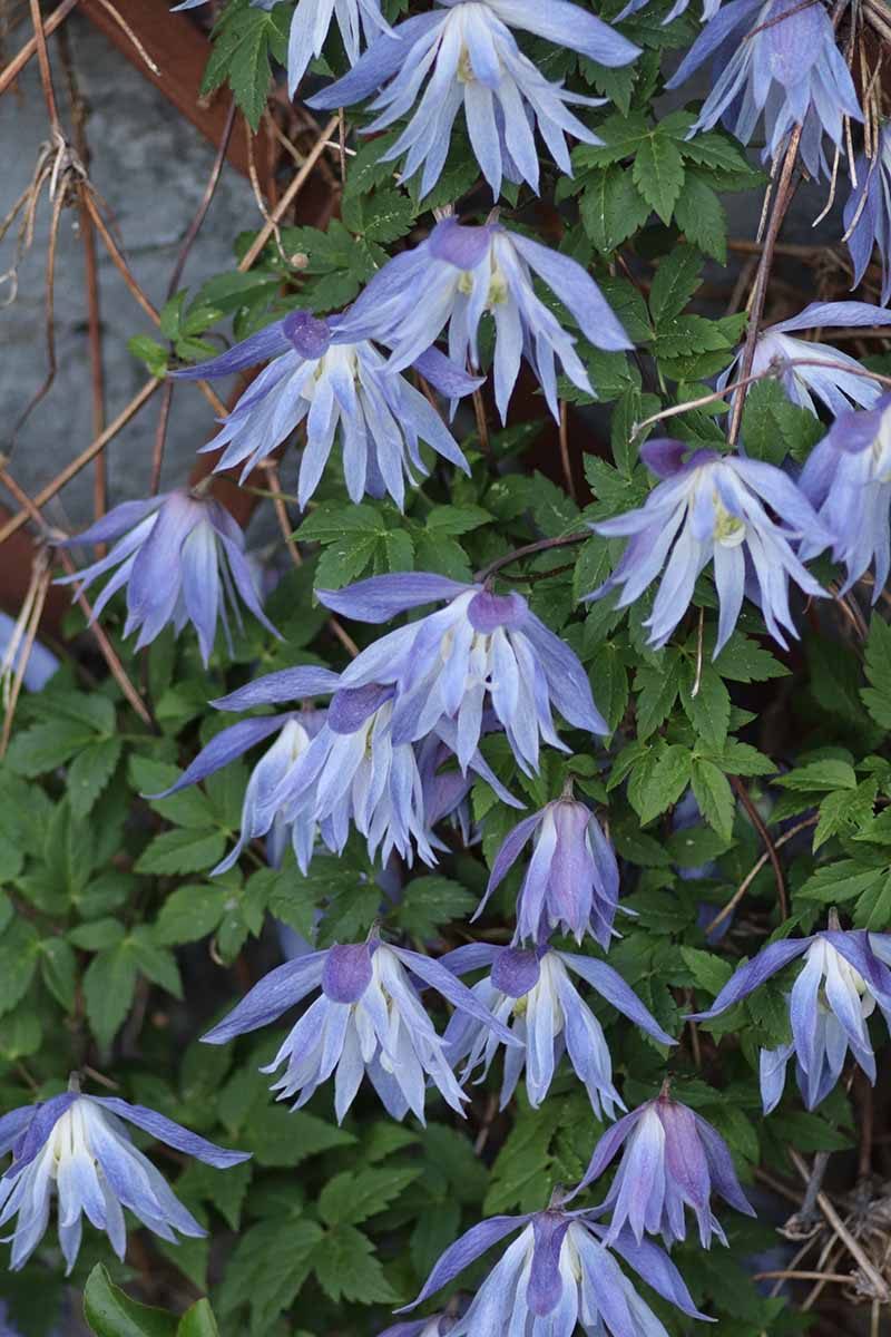A close up vertical image of light blue clematis blooms growing in the garden.