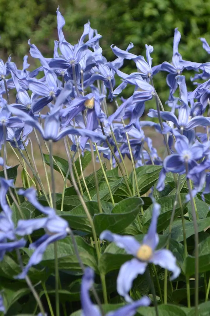 A close up vertical image of blue flowers of Clematis integrifolia growing in the garden.