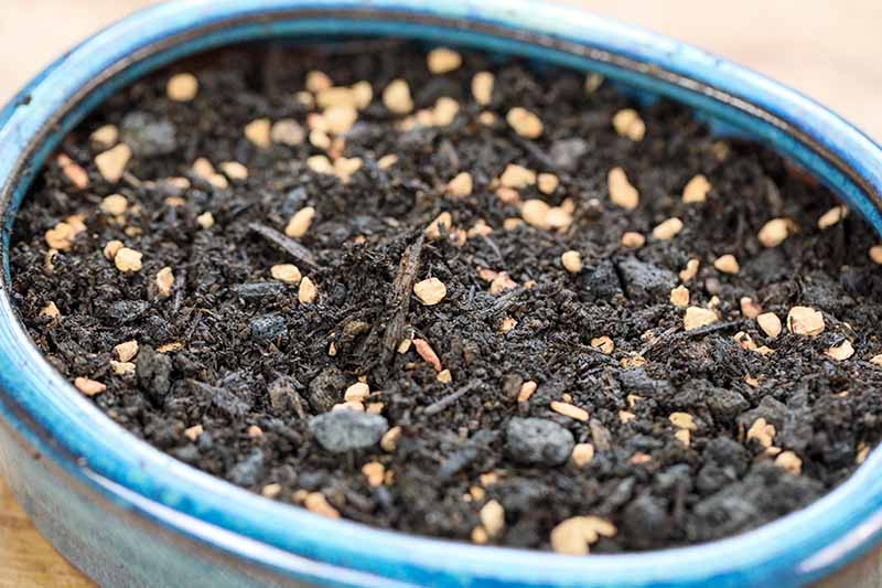 A close up horizontal image of a blue ceramic pot filled with substrate for growing bonsai.