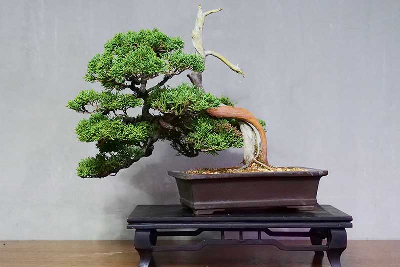 A close up horizontal image of a cascade style bonsai tree set on a wooden platform pictured on a light gray background.