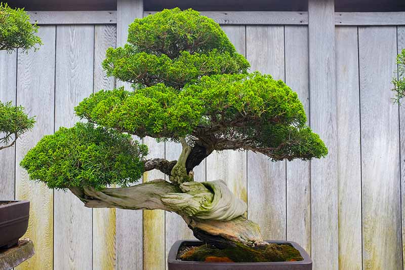 A close up horizontal image of a bonsai tree with a wooden fence in the background.