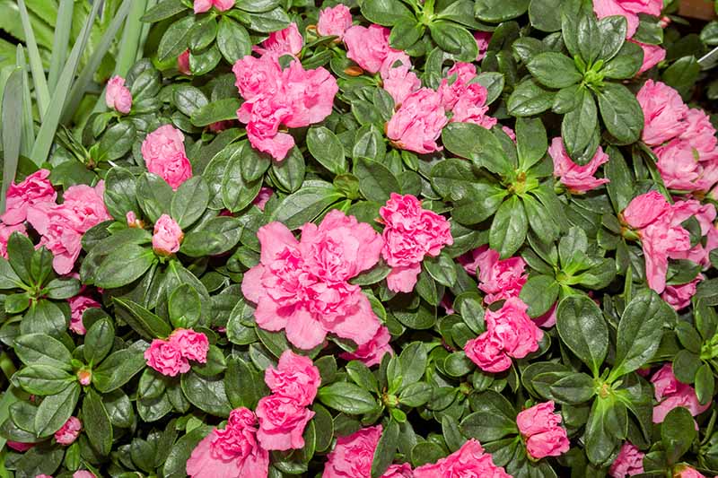 A close up horizontal image of bright pink Rhododendron simsii flowers contrasting with the dark green foliage.