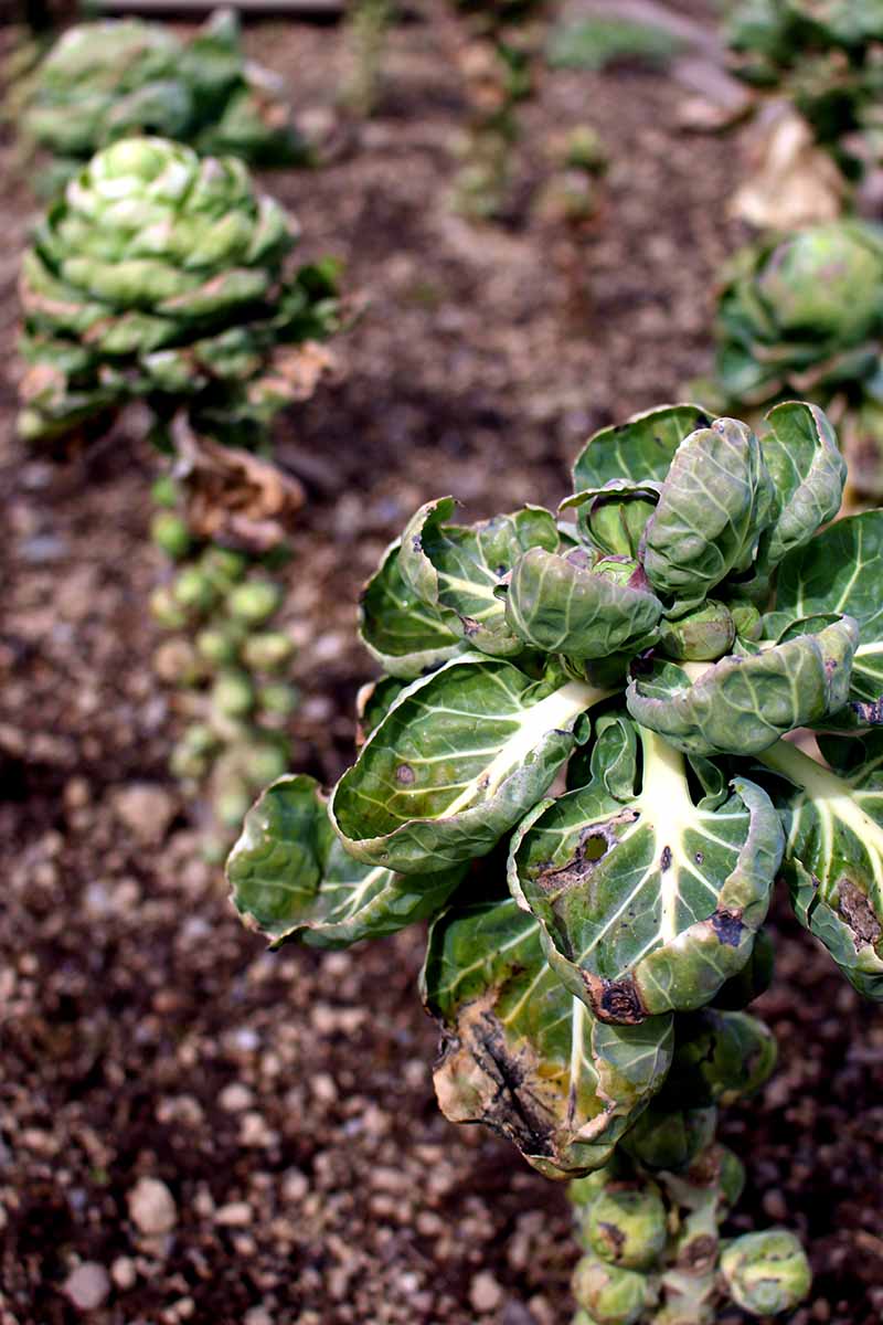 A close up vertical image of Brussels sprouts plants affected by disease in the garden.