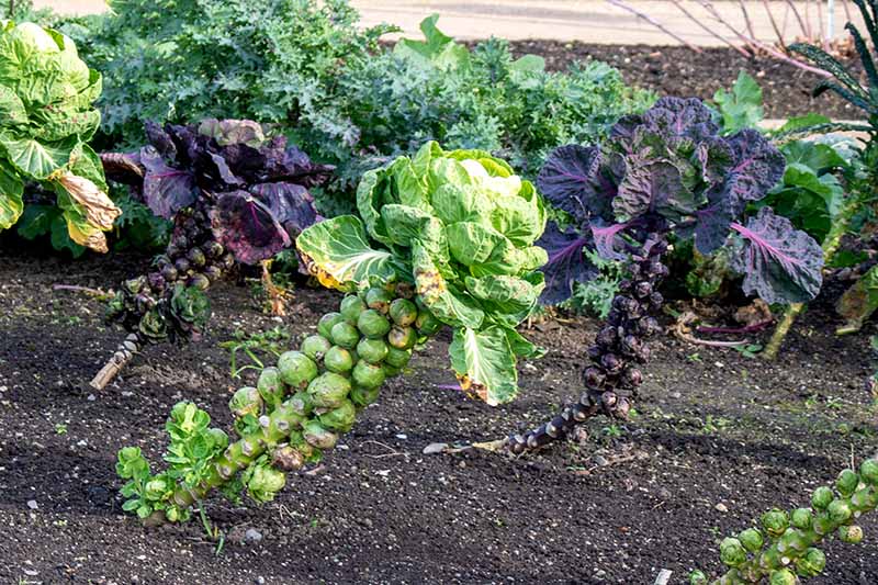 A horizontal image of Brussels sprouts growing in the garden almost ready to harvest.
