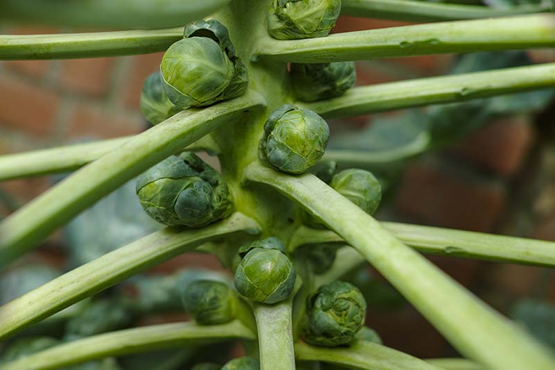 A close up horizontal image of young Brussels sprouts growing on the stalk pictured on a soft focus background.